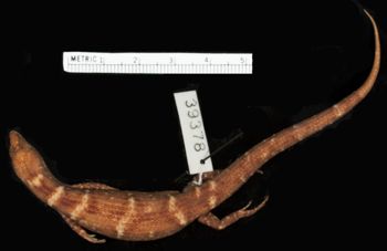 Media type: image;   Herpetology R-39378
